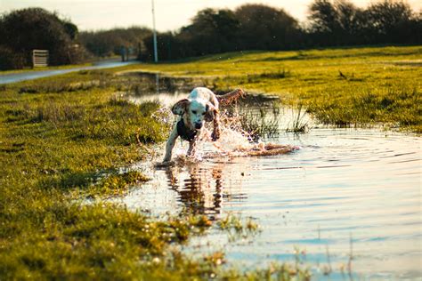 mud paw cleaner Indonesia|10 Easy Ways To Get Mud Off Your Dog's Paws .